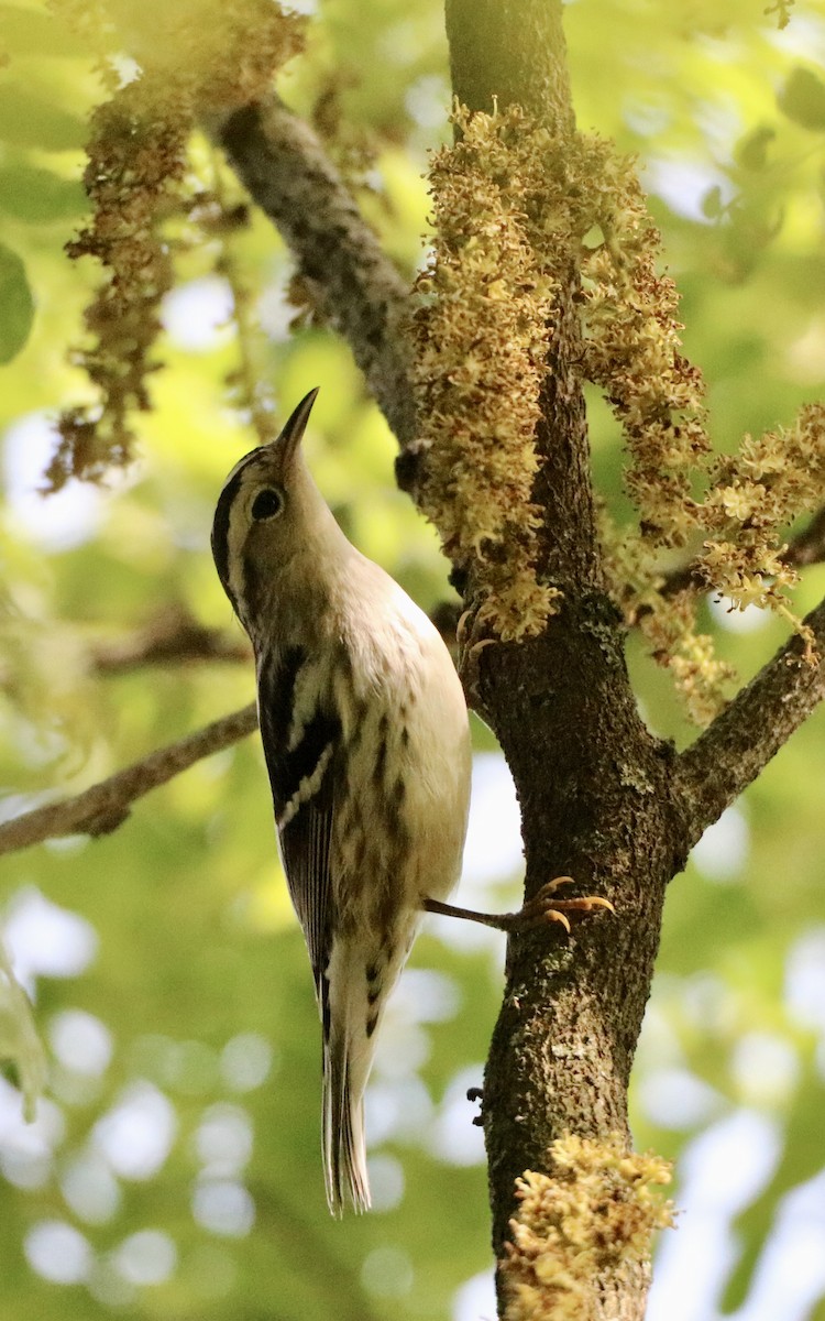 Black-and-white Warbler - ML619004950