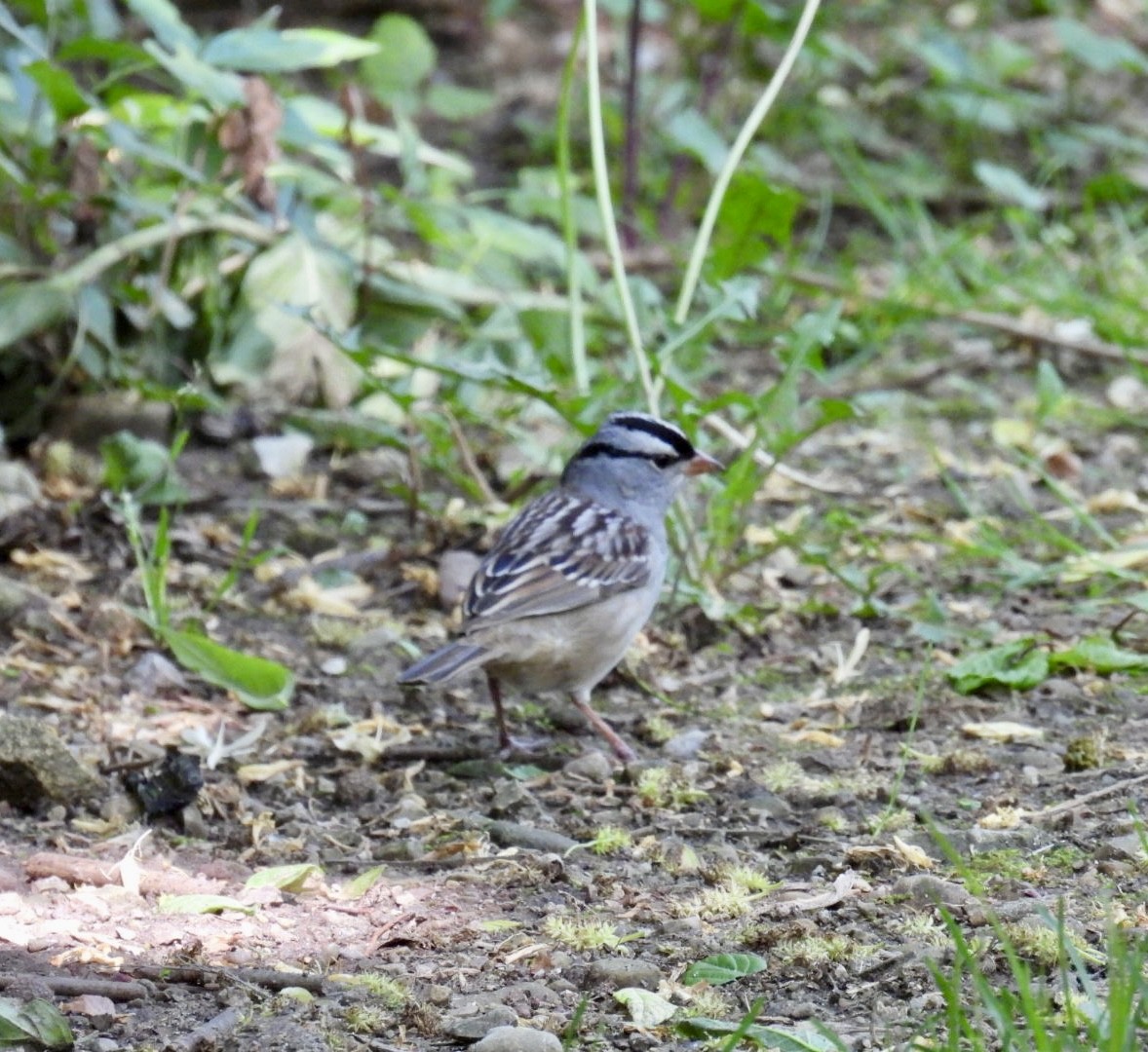 White-crowned Sparrow - ML619005035