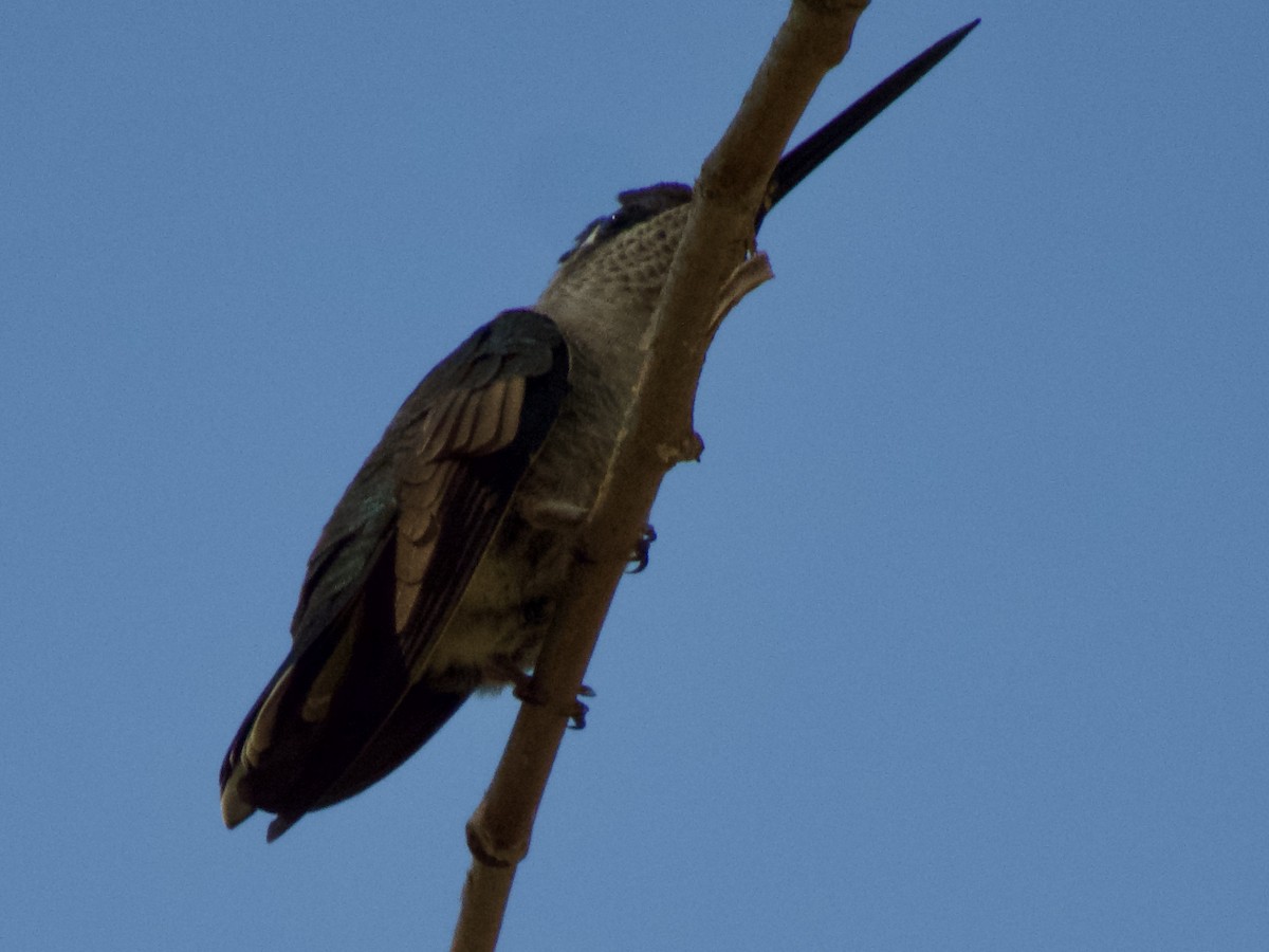 kolibřík skvostný - ML619005038