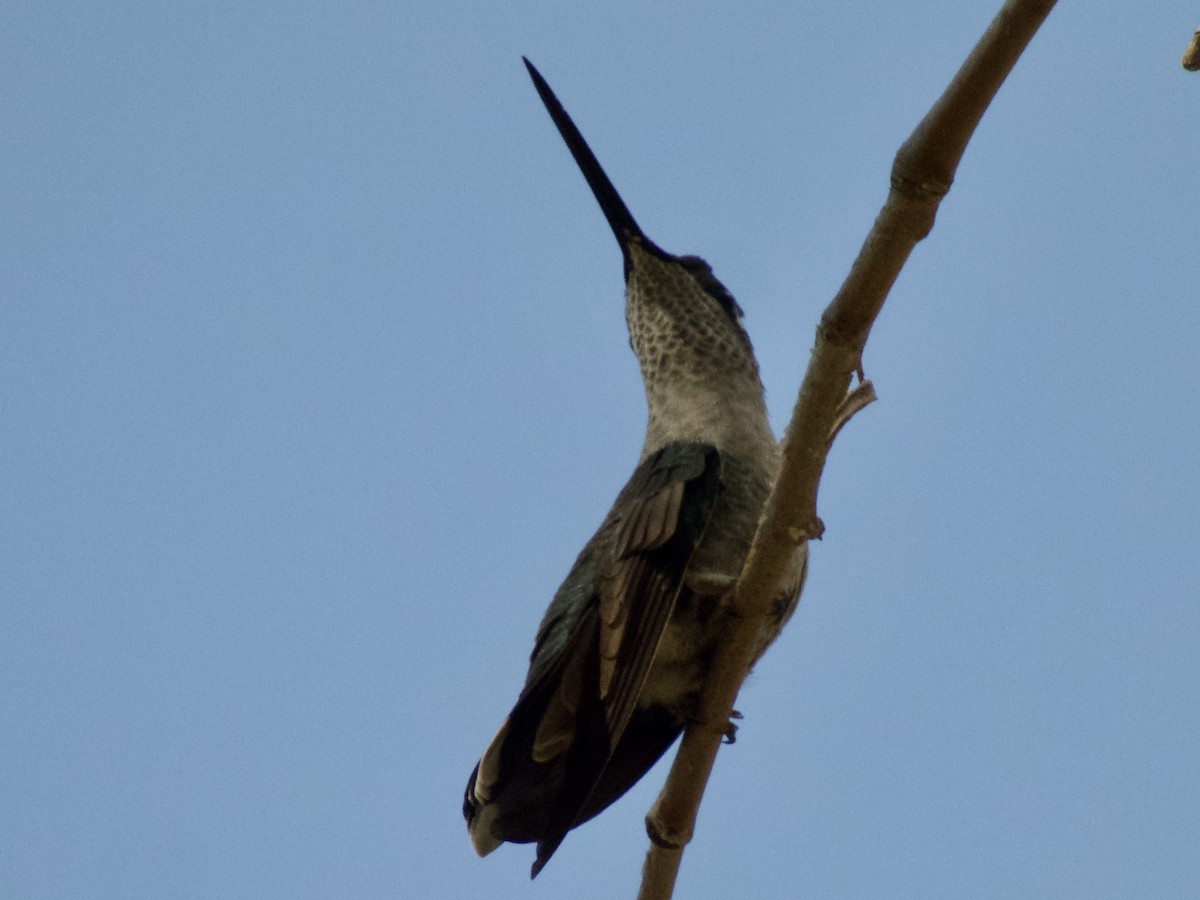 Rivoli's Hummingbird - ML619005040