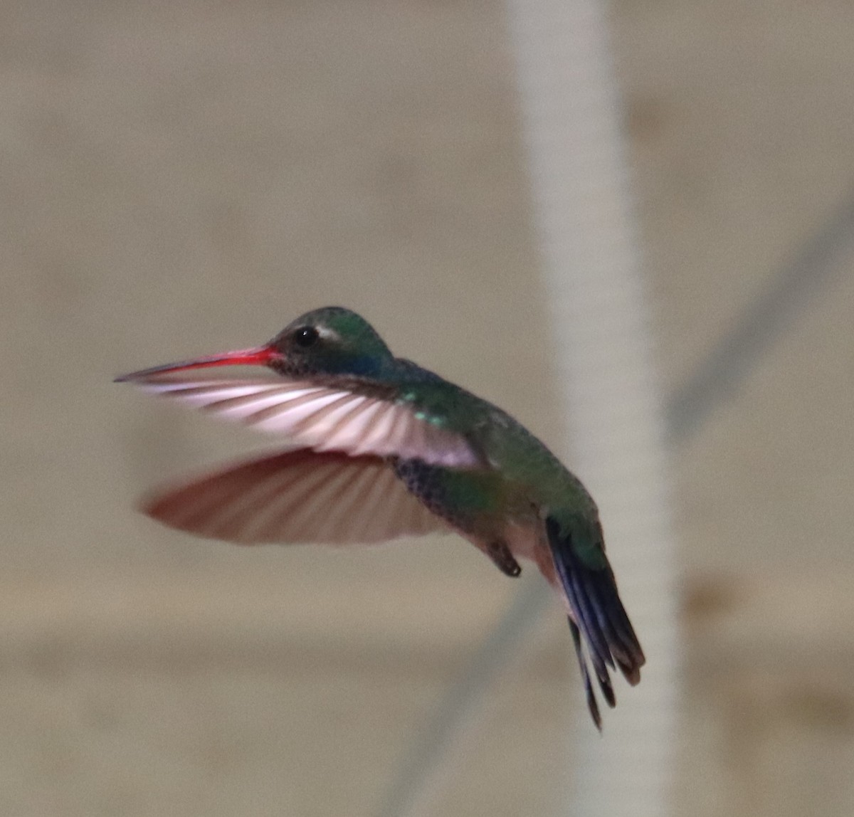 Broad-billed Hummingbird - ML619005043