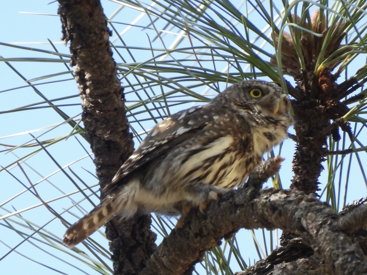 Northern Pygmy-Owl (Mountain) - ML619005057