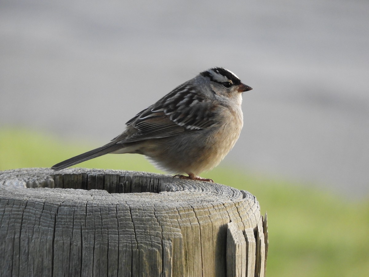White-crowned Sparrow - ML619005061