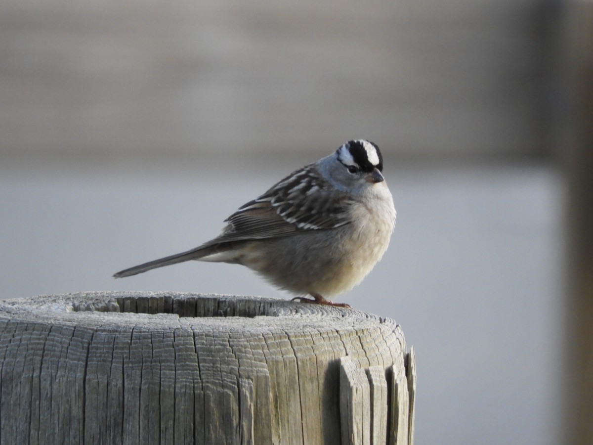 White-crowned Sparrow - ML619005068