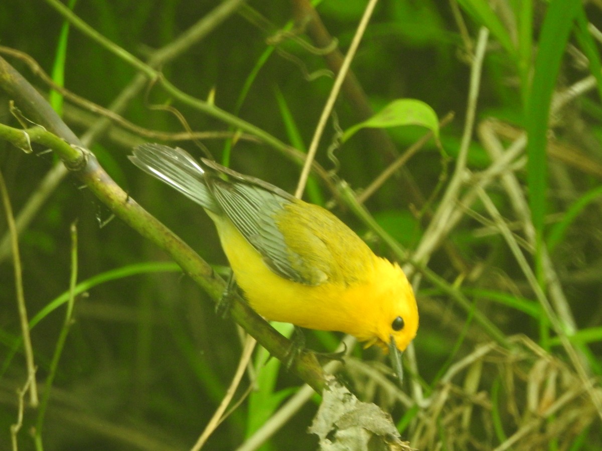 Prothonotary Warbler - ML619005075