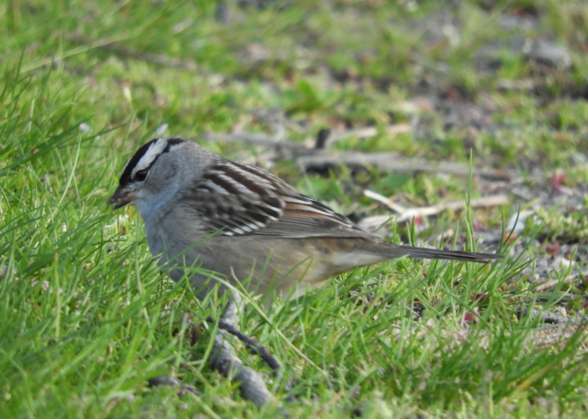 White-crowned Sparrow - ML619005094