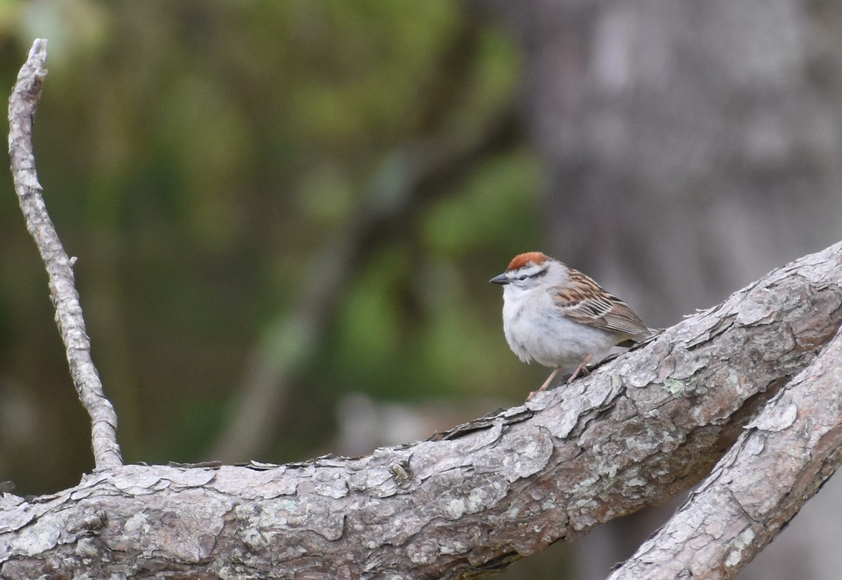 Chipping Sparrow - ML619005096