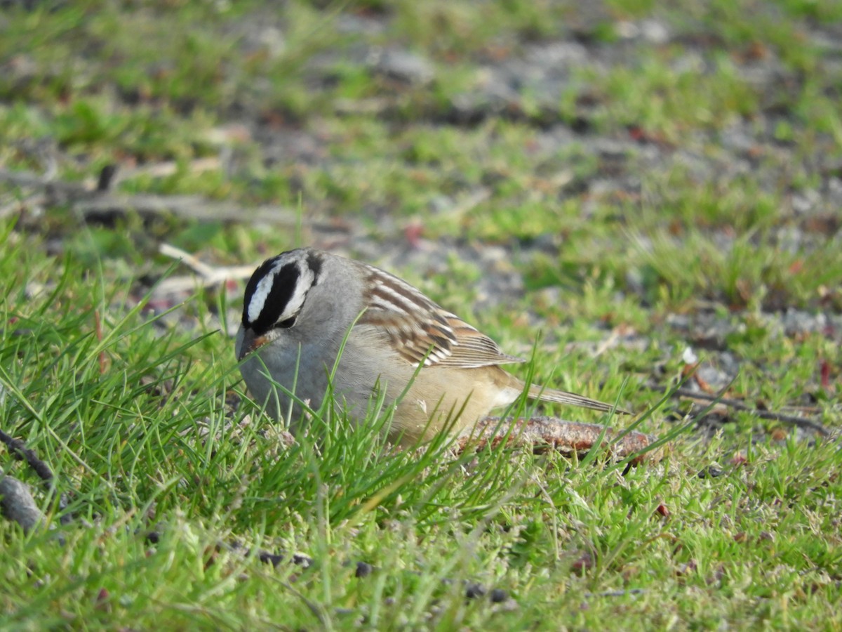 White-crowned Sparrow - ML619005098