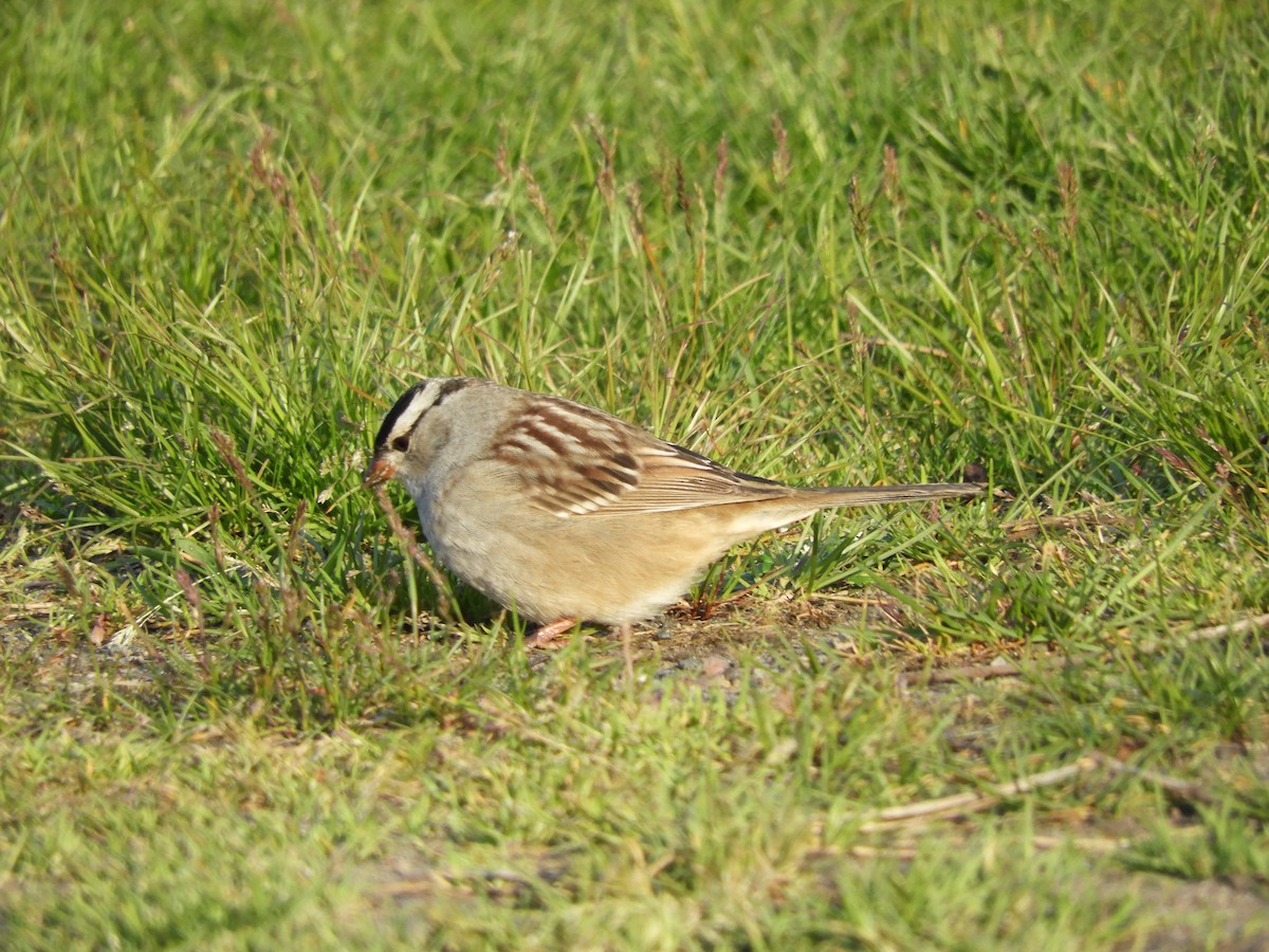 White-crowned Sparrow - ML619005110