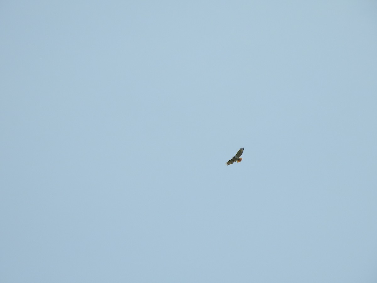 Red-tailed Hawk (borealis) - ML619005124