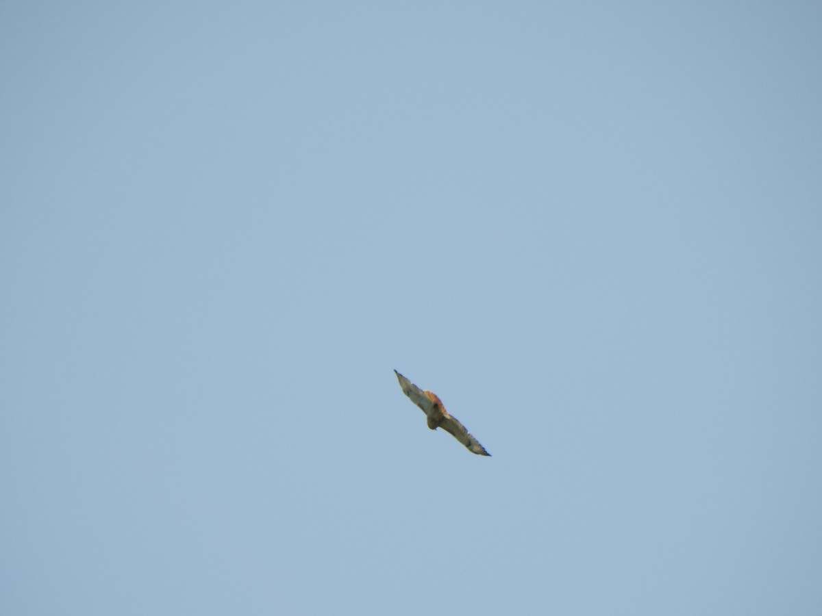 Red-tailed Hawk (borealis) - Liren Varghese