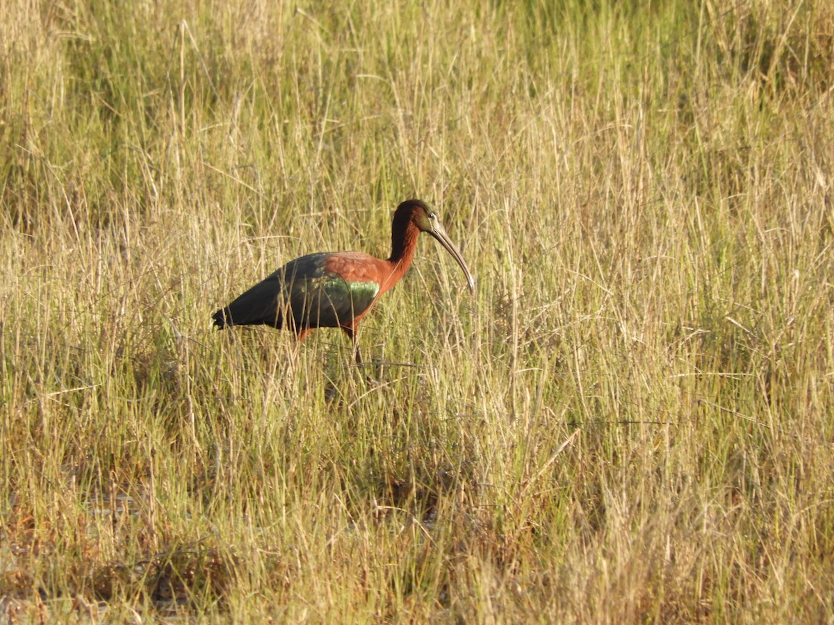 ibis hnědý - ML619005134