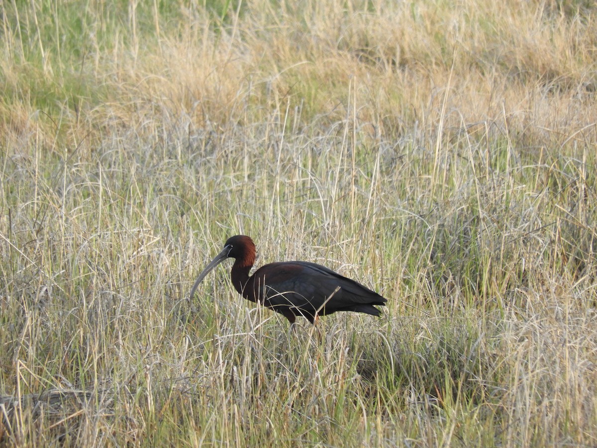 ibis hnědý - ML619005136
