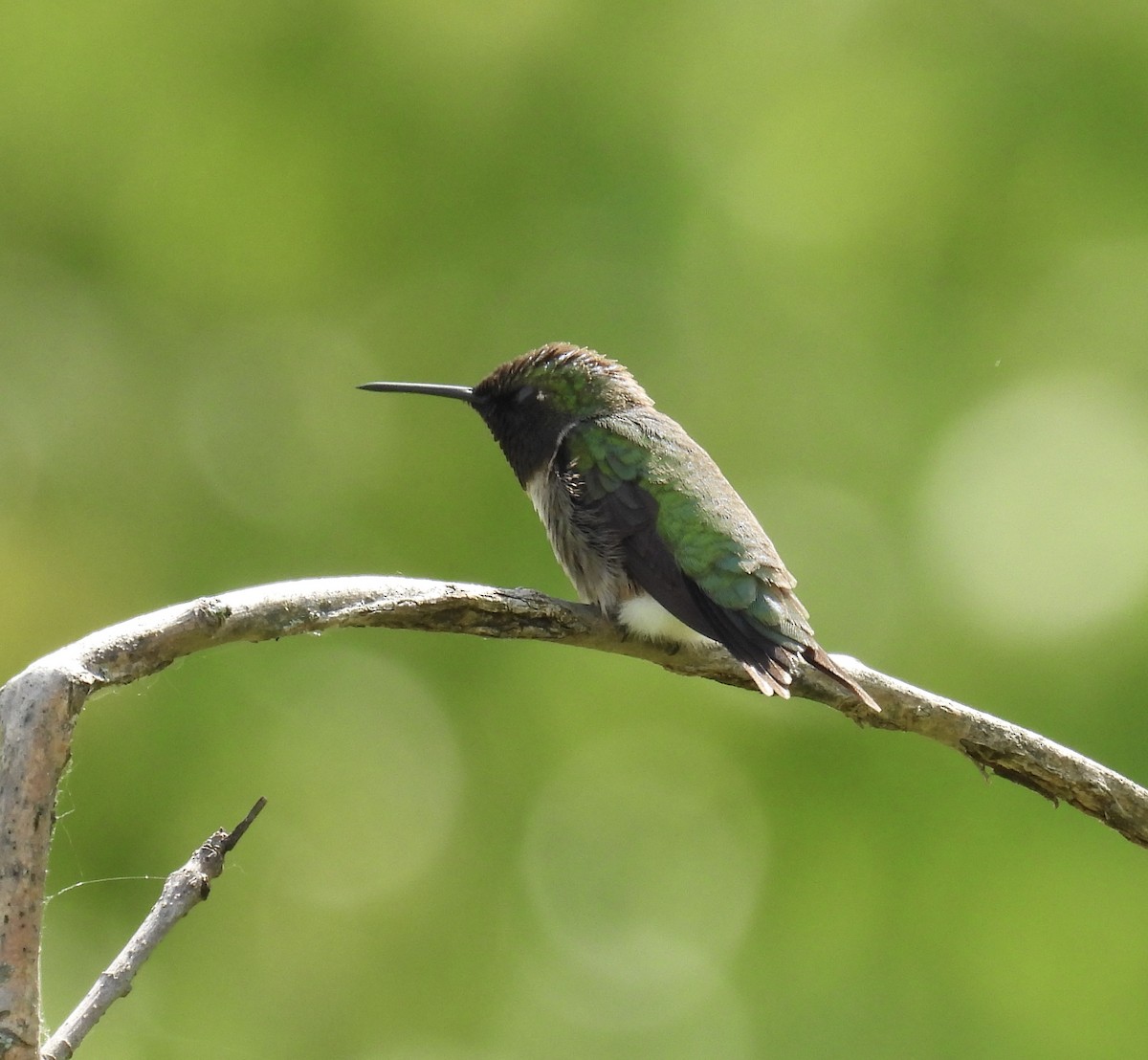 Ruby-throated Hummingbird - Tracy Wiczer
