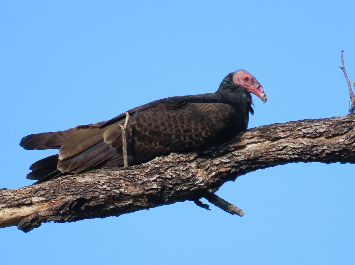 Turkey Vulture - ML619005174