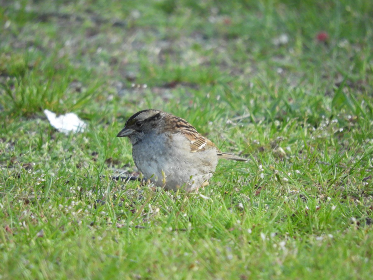 White-throated Sparrow - Laura Markley