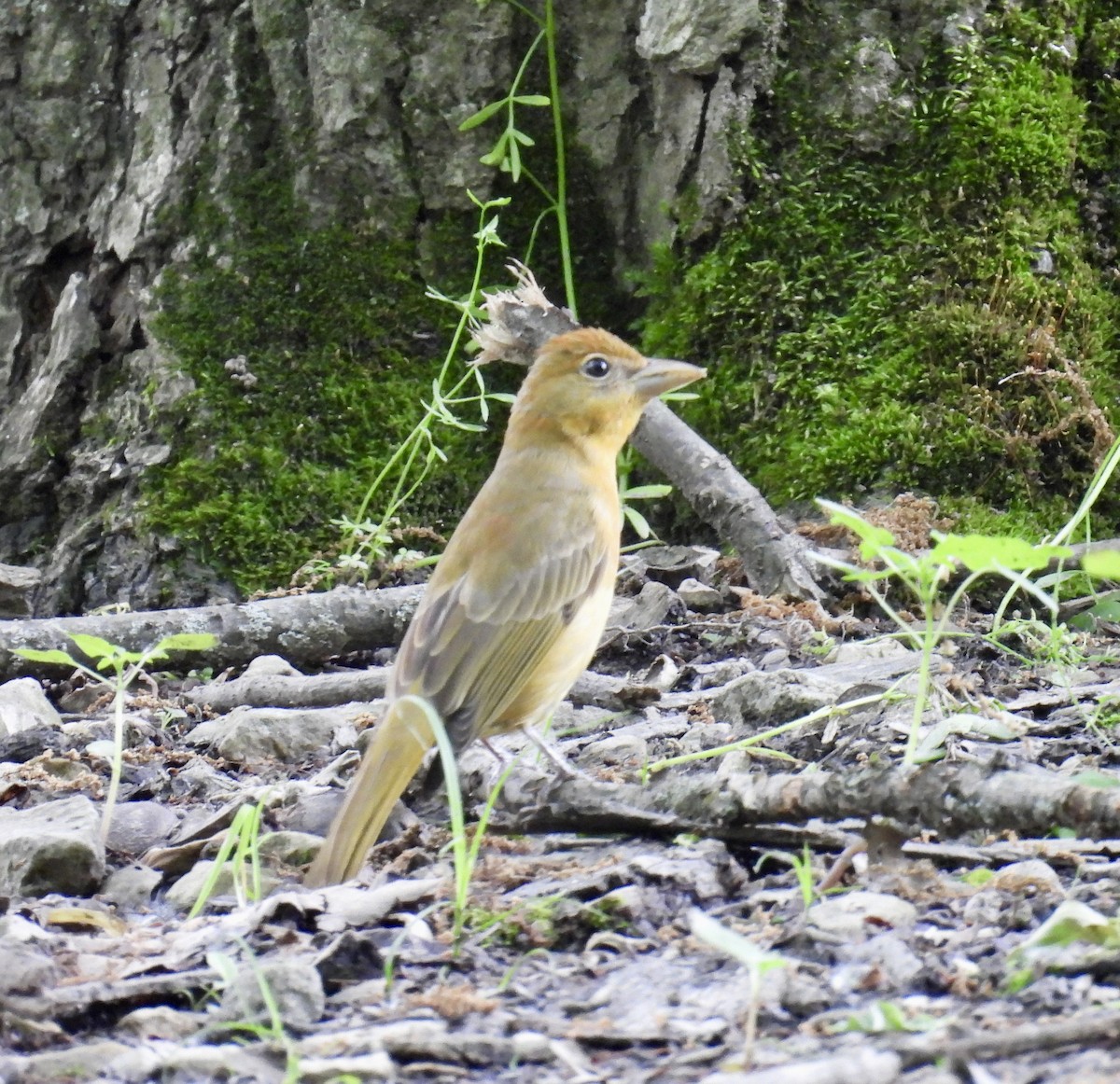 Summer Tanager - Tracy Wiczer