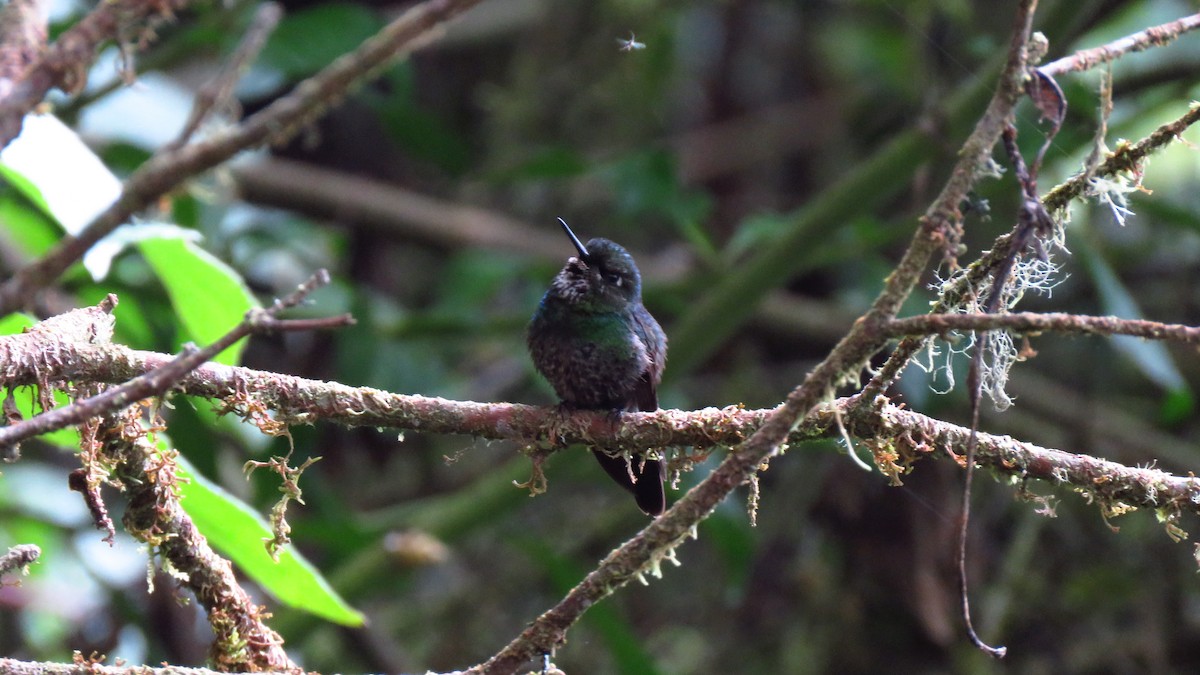 kolibřík turmalinový - ML619005273
