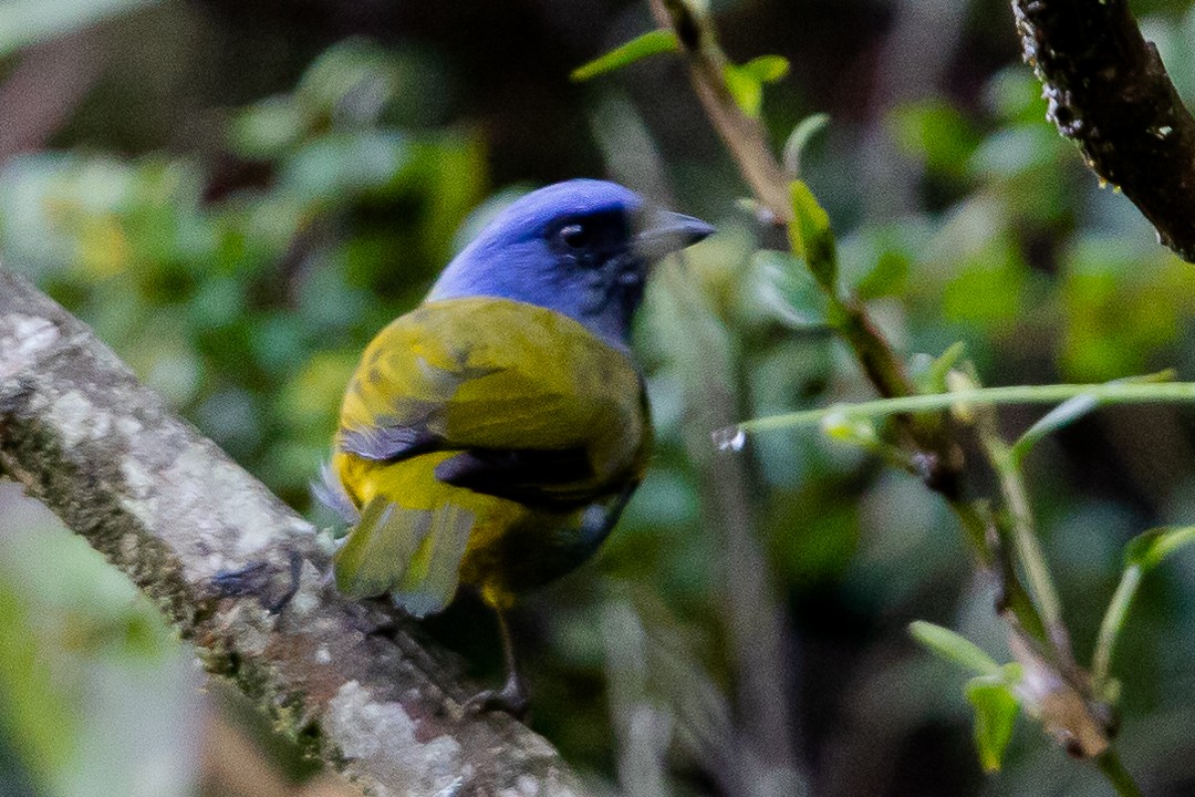 Blue-capped Tanager - ML619005282