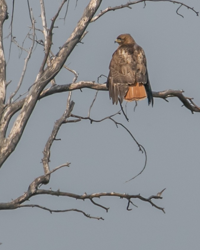 Red-tailed Hawk - ML619005417