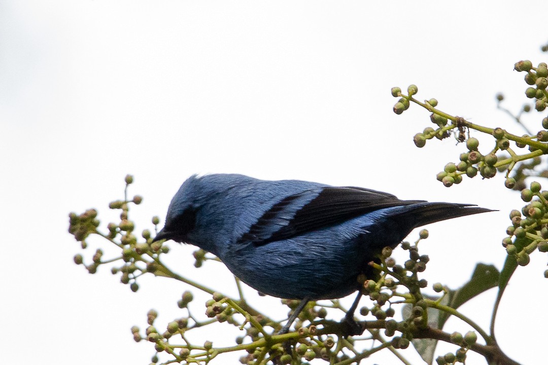 Blue-and-black Tanager - ML619005419