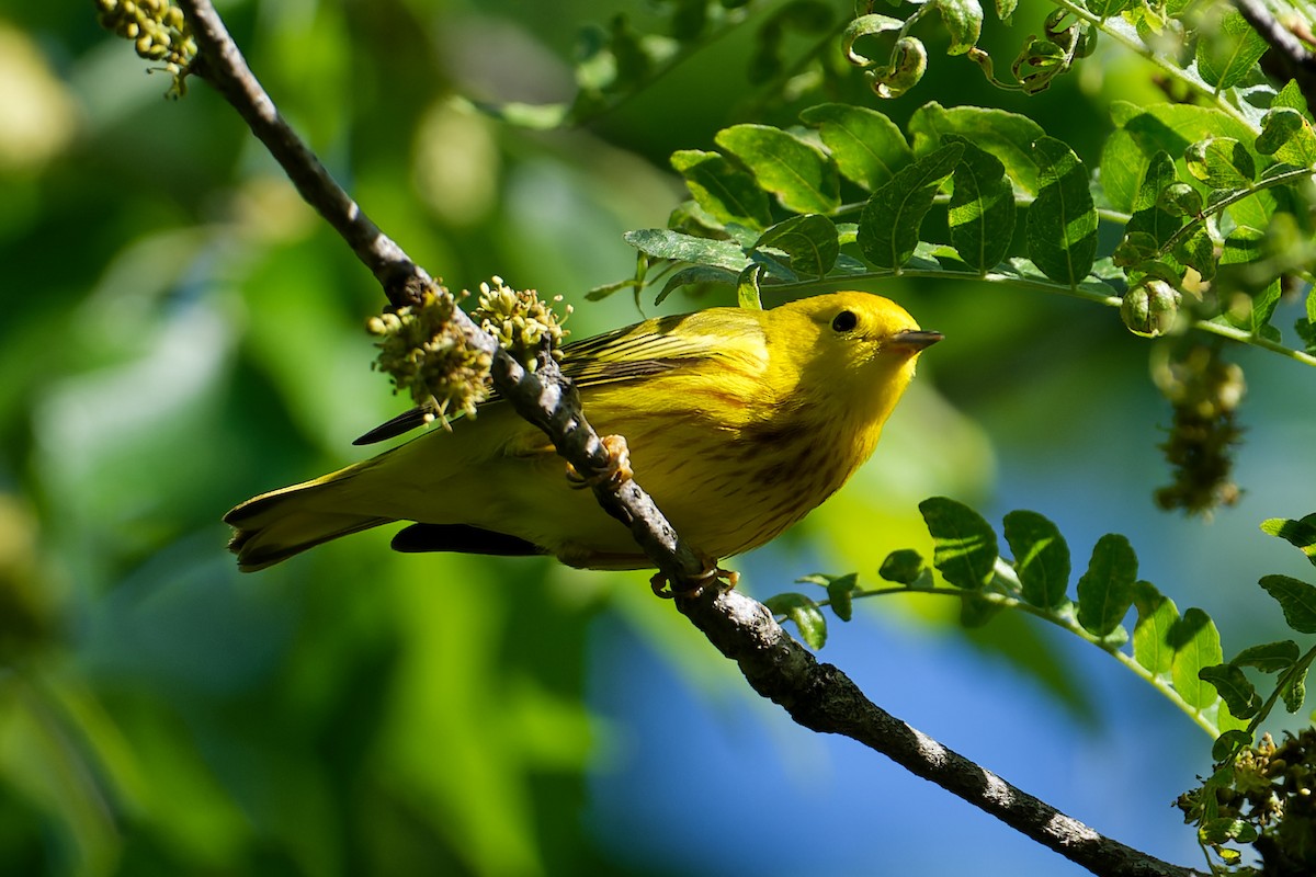 Yellow Warbler - Karen Voldal