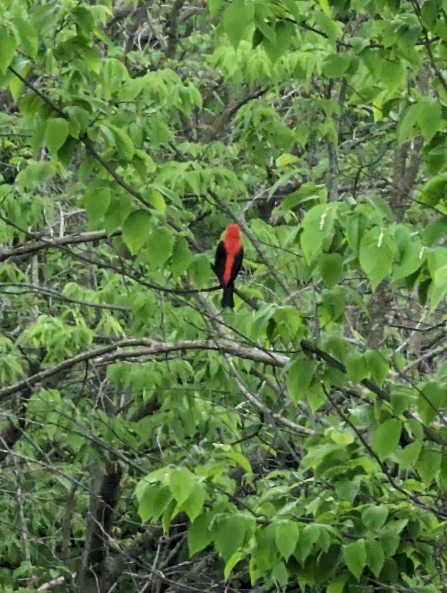 Scarlet Tanager - ML619005436
