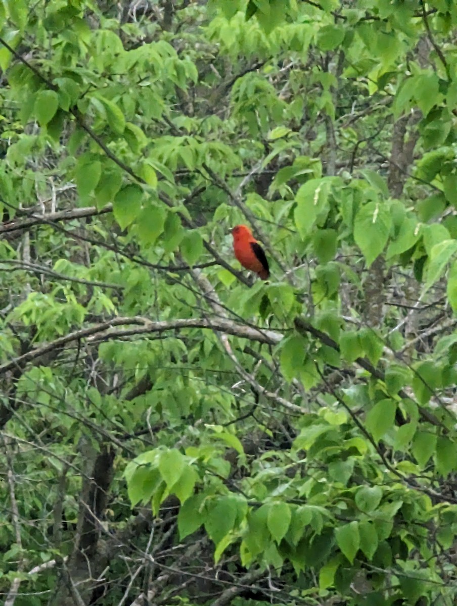 Scarlet Tanager - Mary Koneck-Wilcox