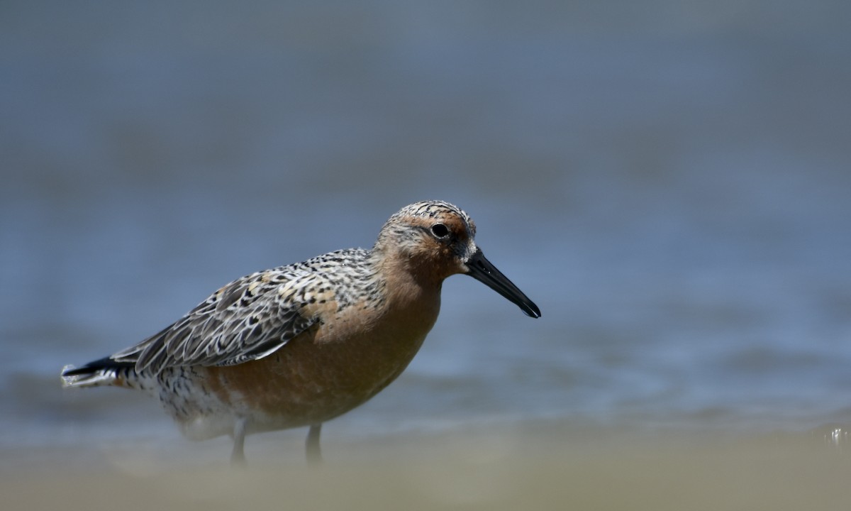 Red Knot - Trevor MacLaurin