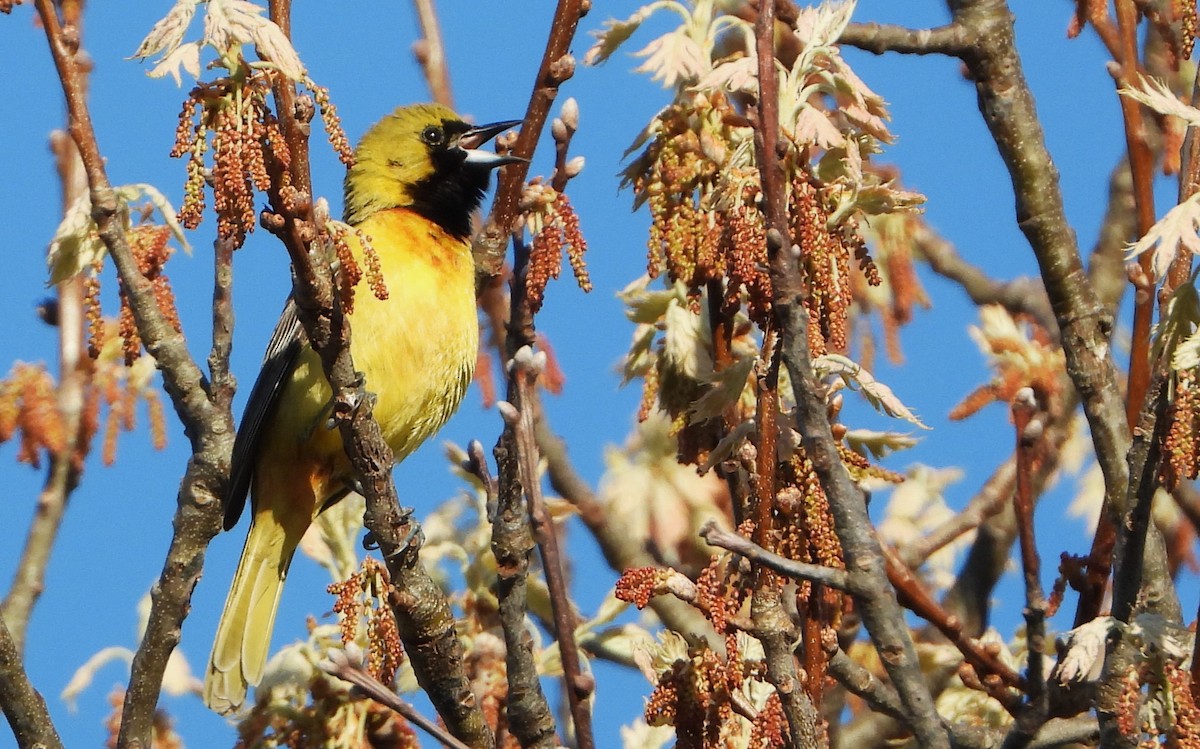 Orchard Oriole - ML619005491