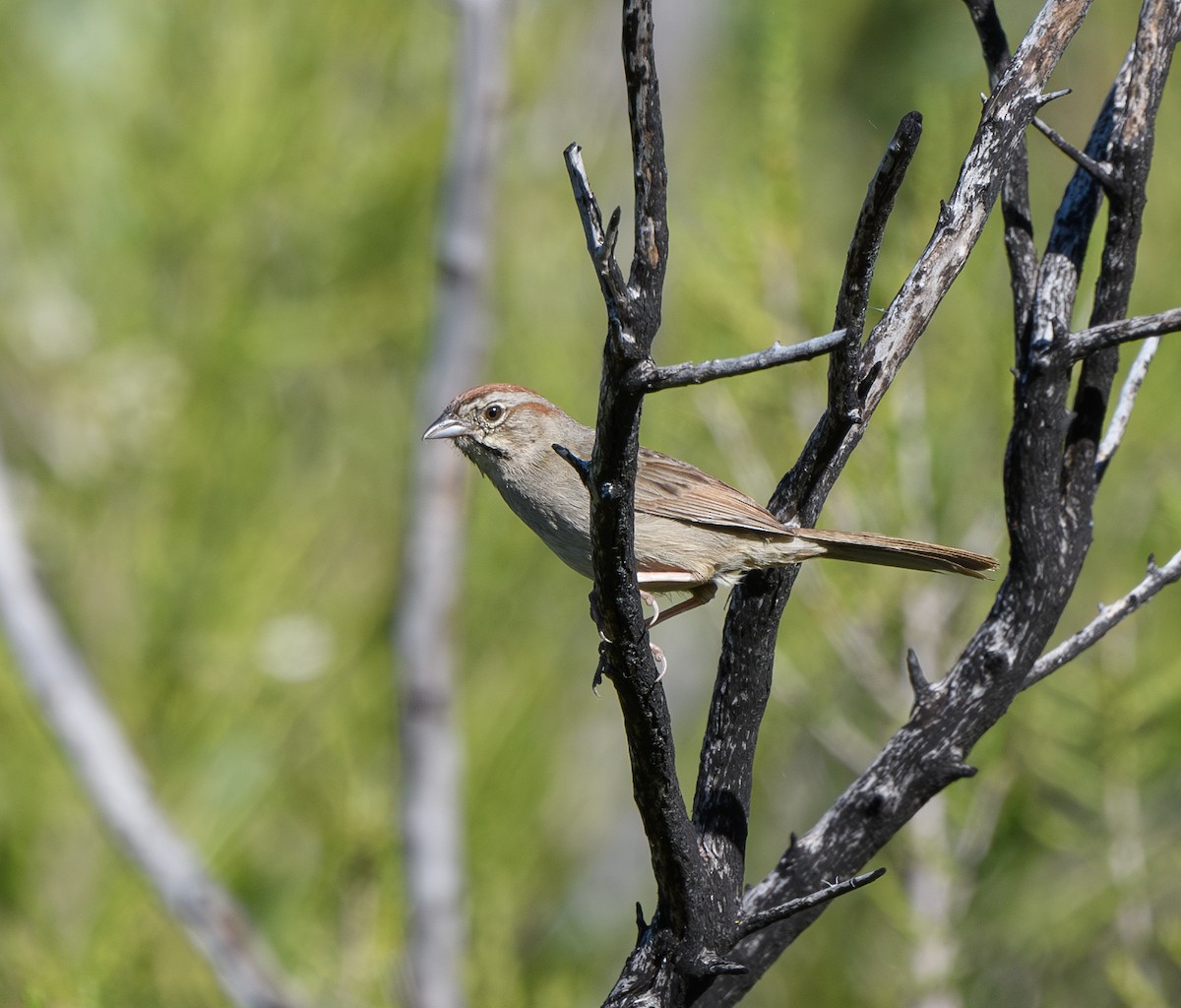 Rufous-crowned Sparrow - ML619005534