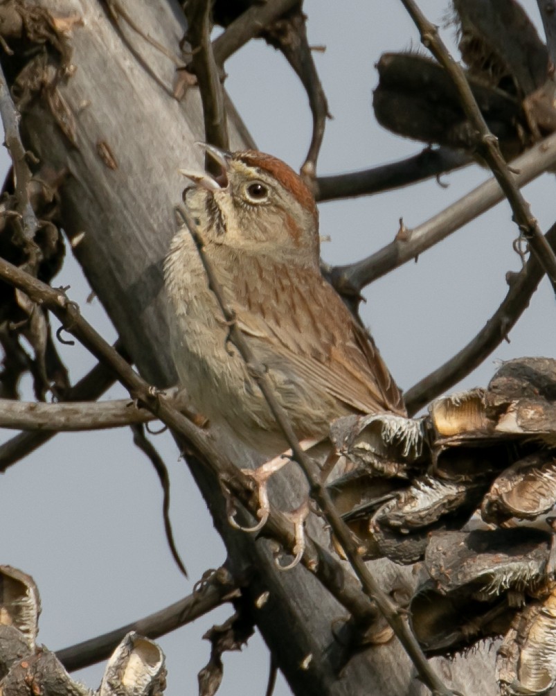Rufous-crowned Sparrow - ML619005541