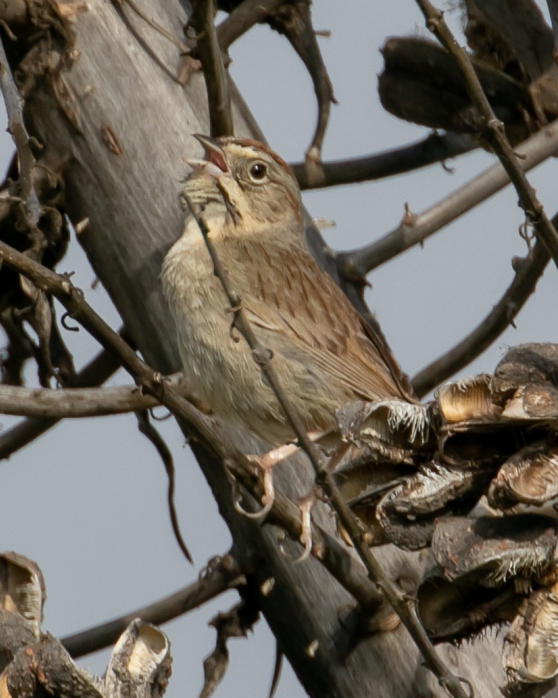 Rufous-crowned Sparrow - ML619005542