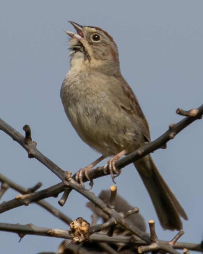Rufous-crowned Sparrow - ML619005574