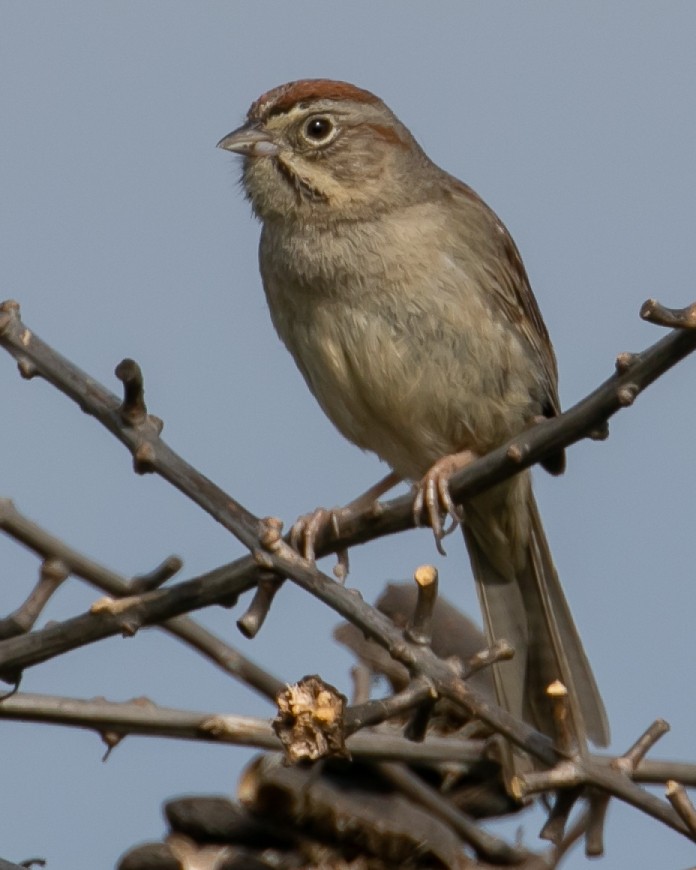 Rufous-crowned Sparrow - ML619005575