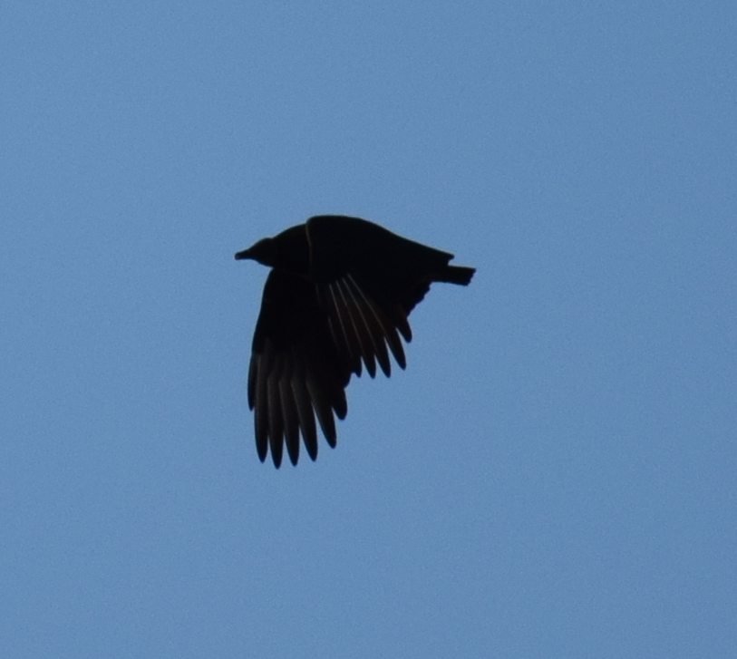 Black Vulture - Felipe Undurraga