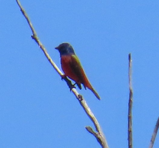 Painted Bunting - ML619005606