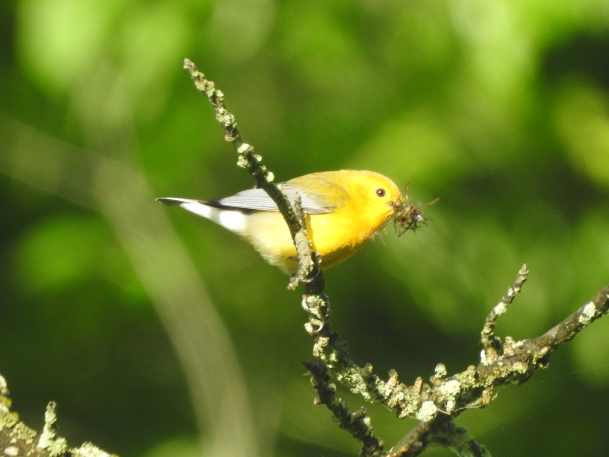 Prothonotary Warbler - ML619005619