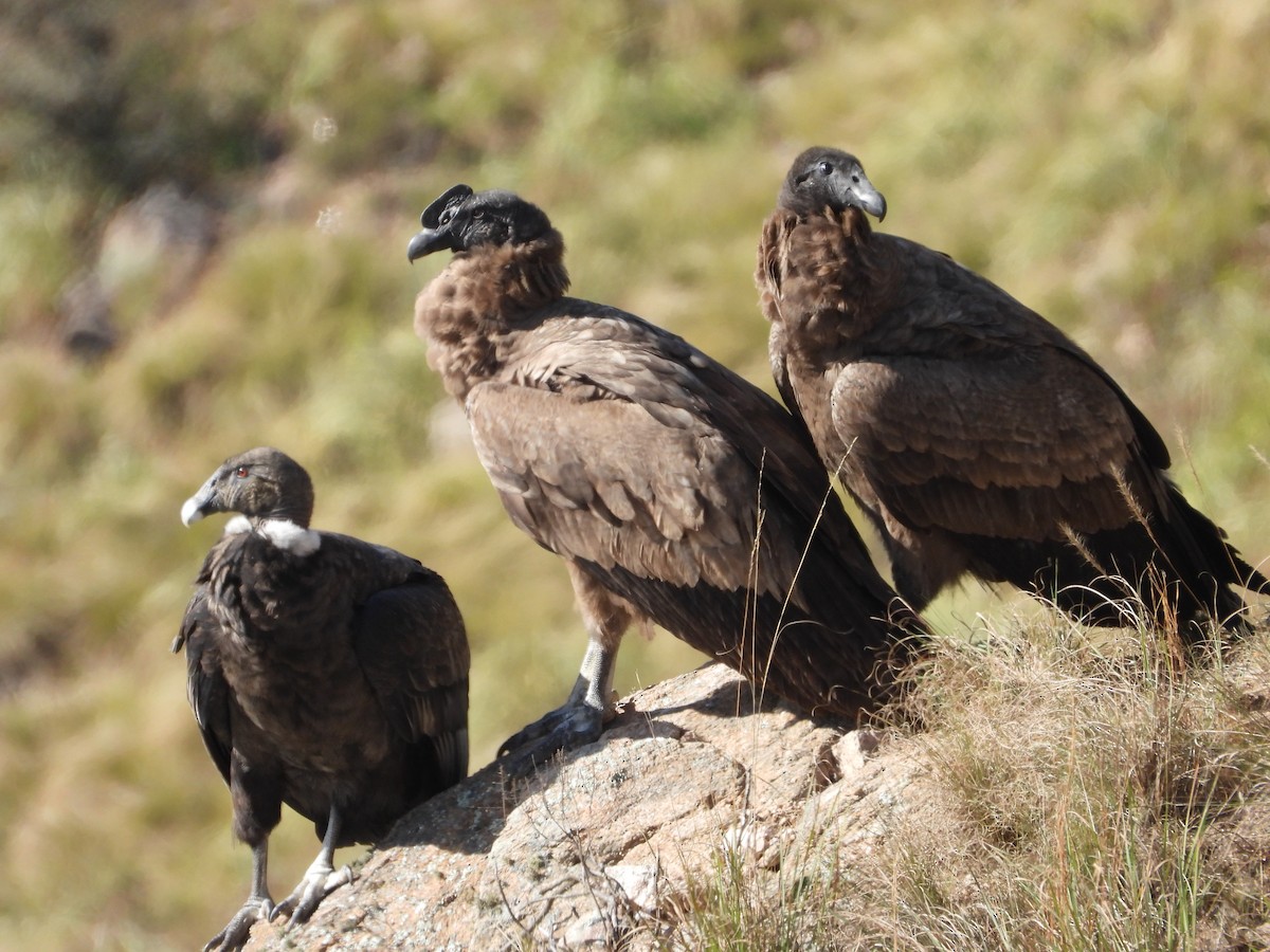 Condor des Andes - ML619005629