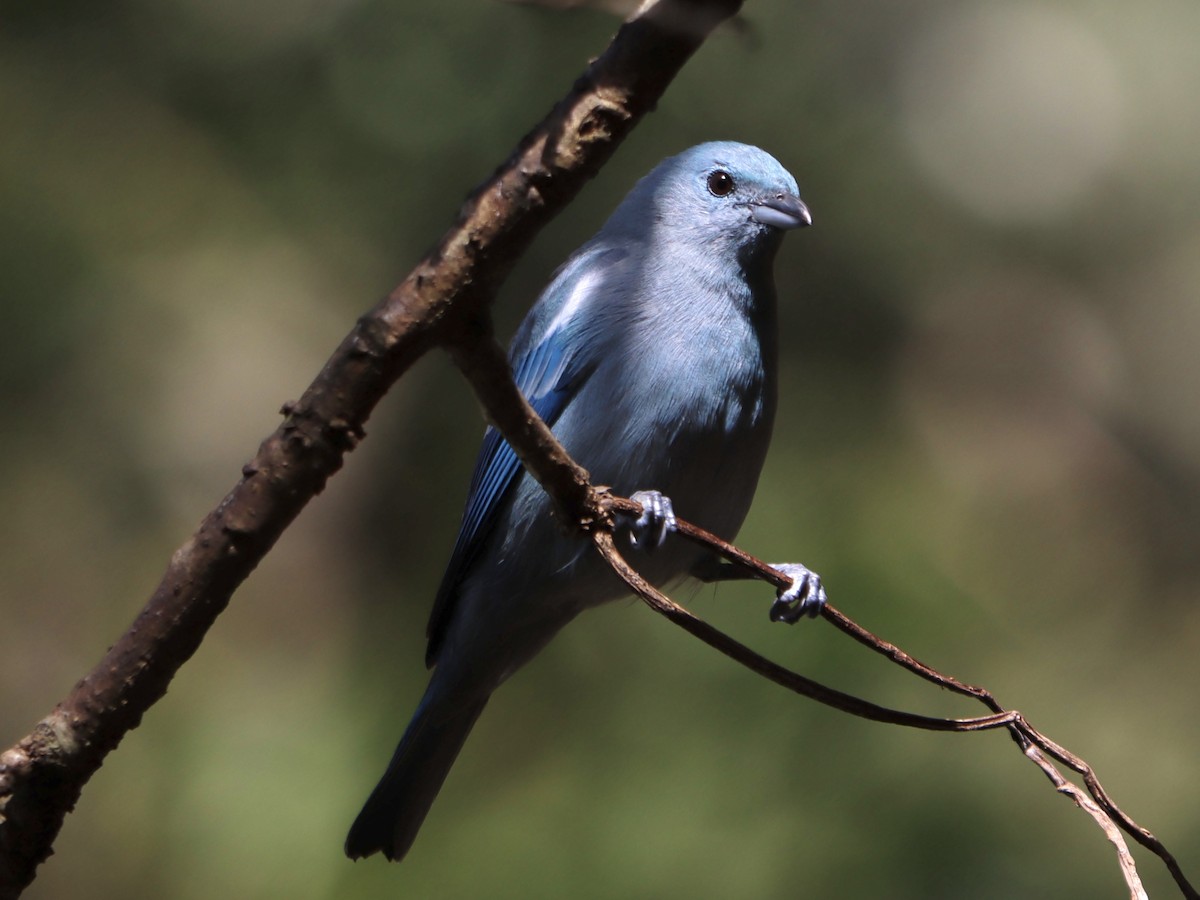 Blue-gray Tanager - ML619005637