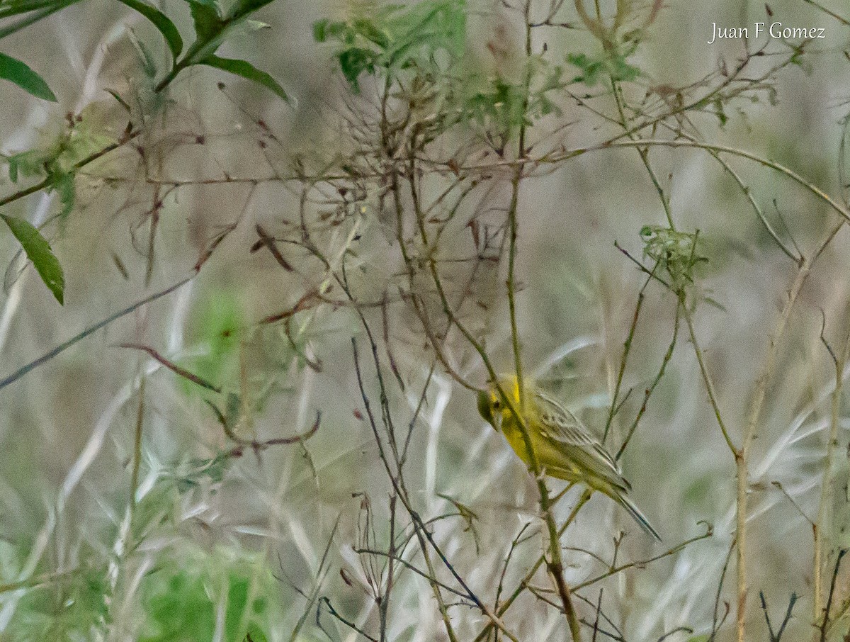 Grassland Yellow-Finch - ML619005686
