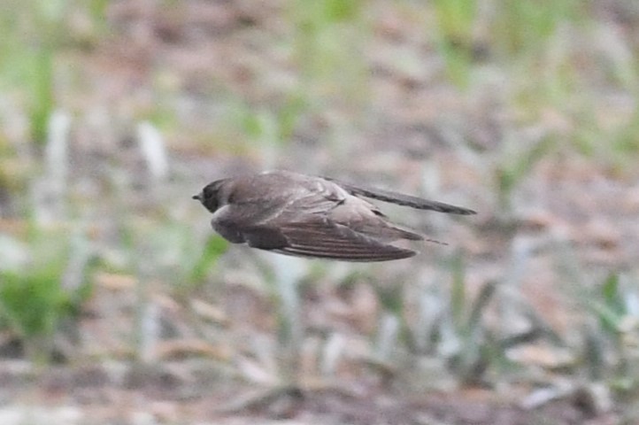 Northern Rough-winged Swallow - ML619005704