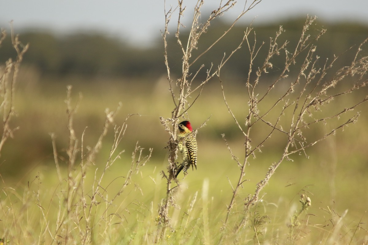 Green-barred Woodpecker - ML619005717