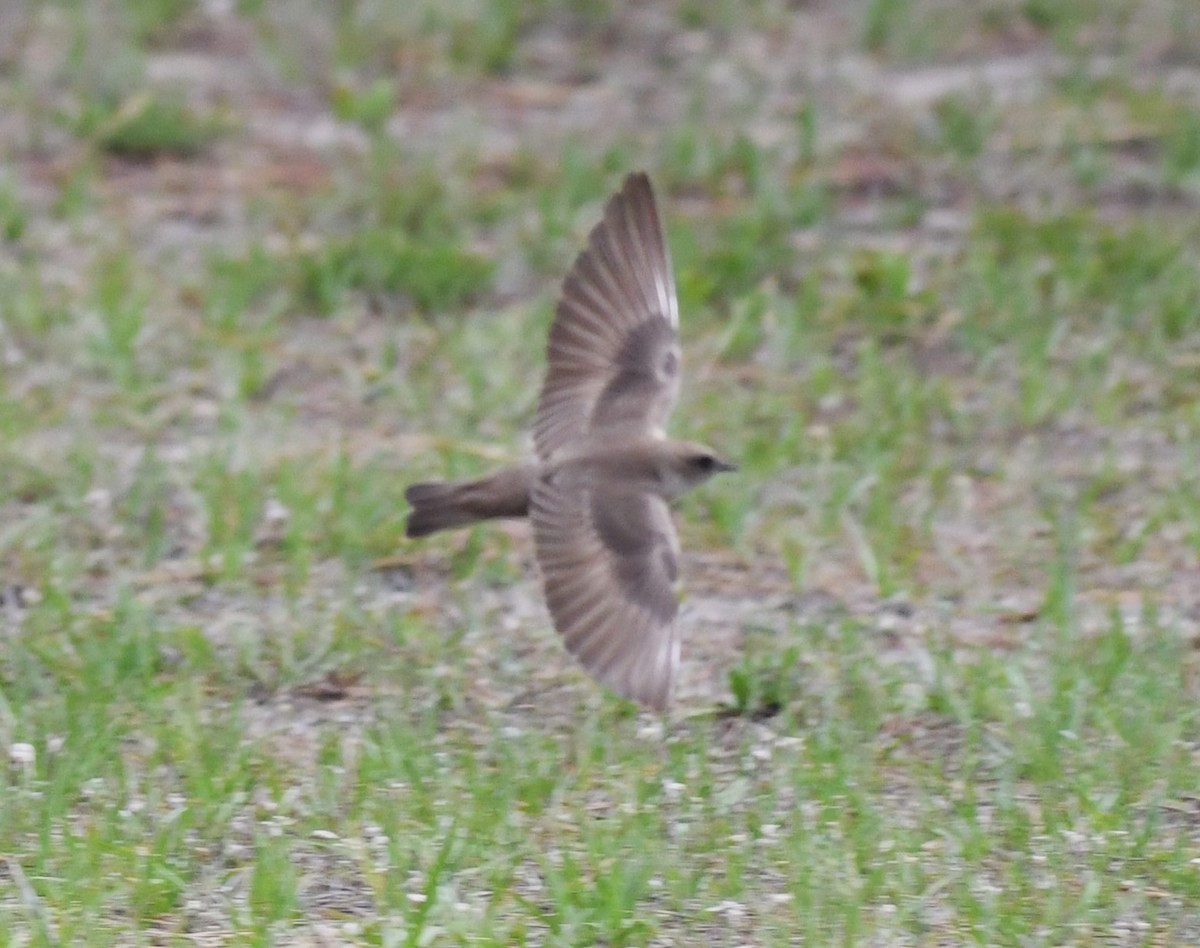 Northern Rough-winged Swallow - ML619005718