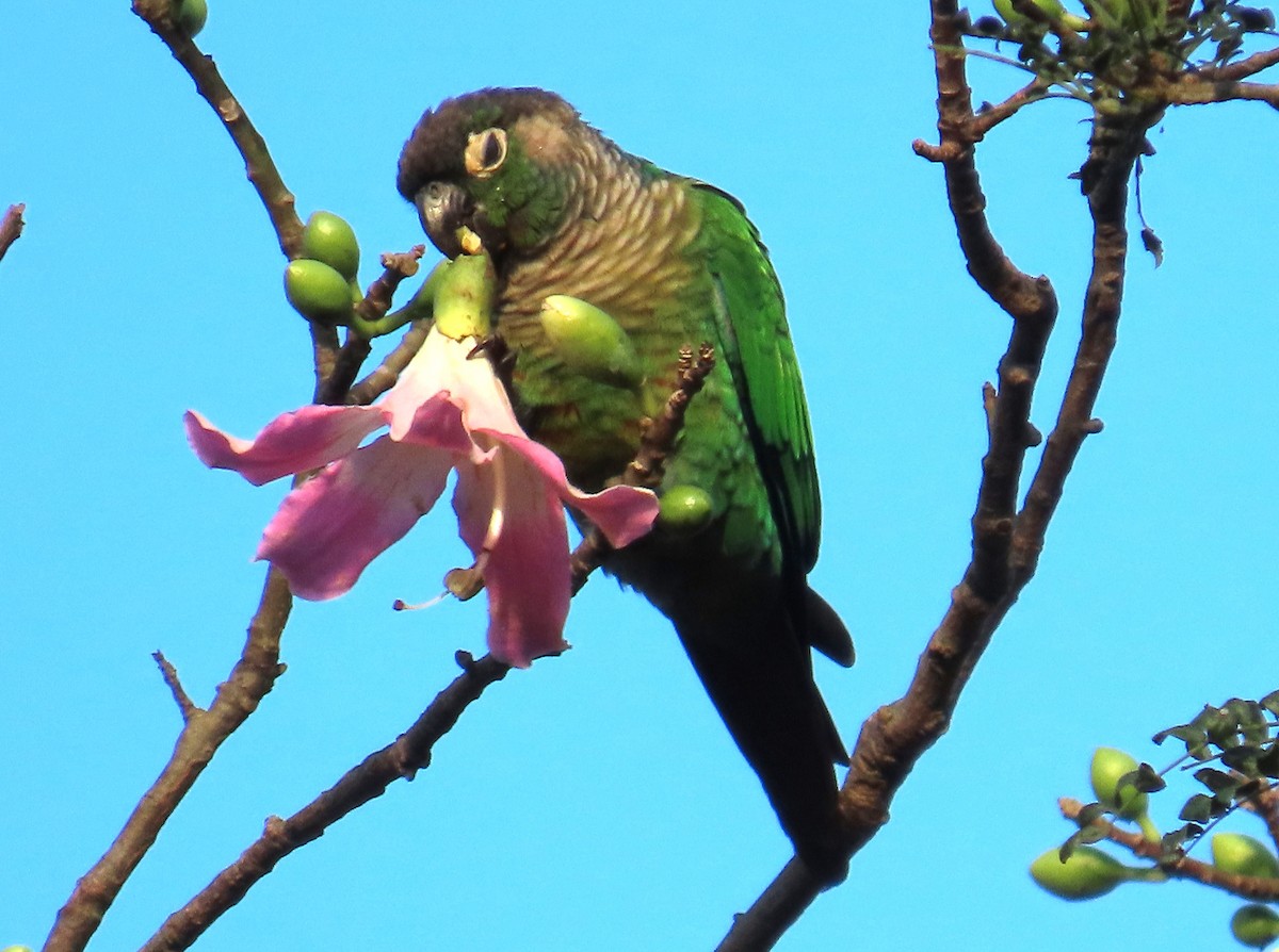 Green-cheeked Parakeet - ML619005723