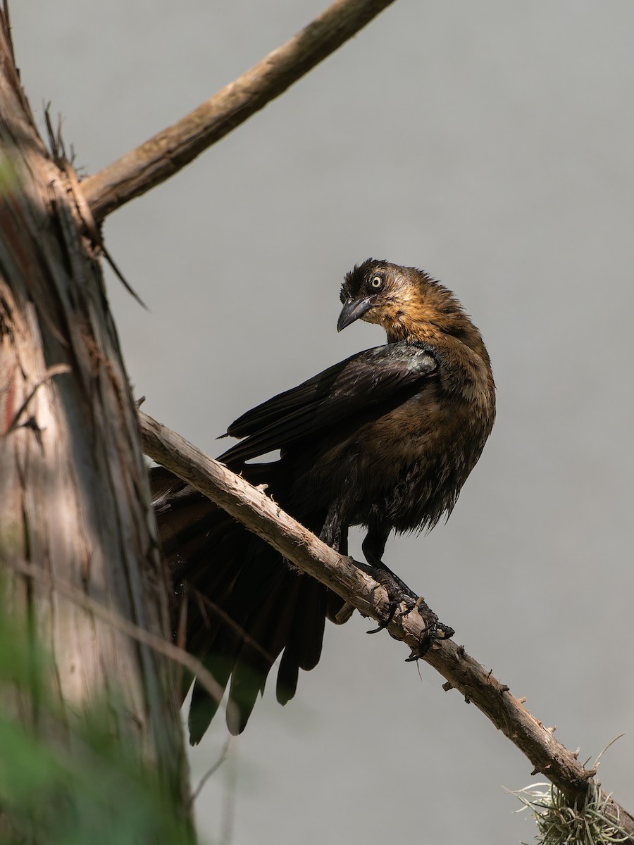 Great-tailed Grackle - ML619005785