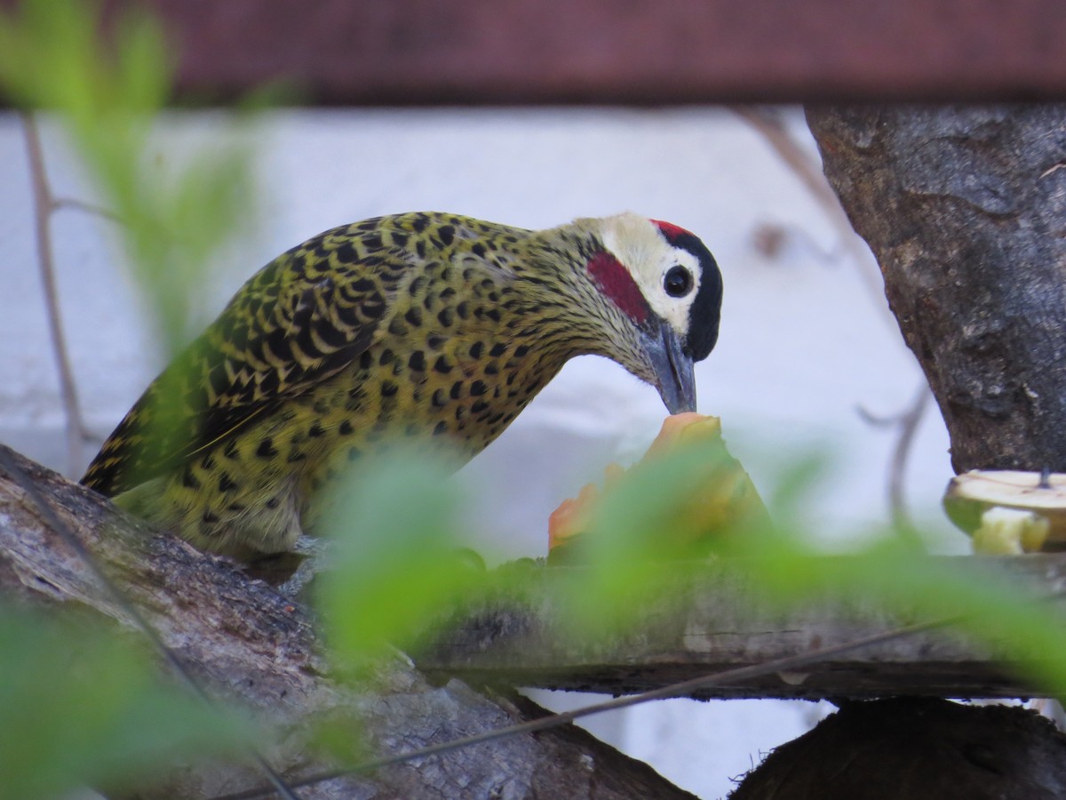 Green-barred Woodpecker - ML619005797