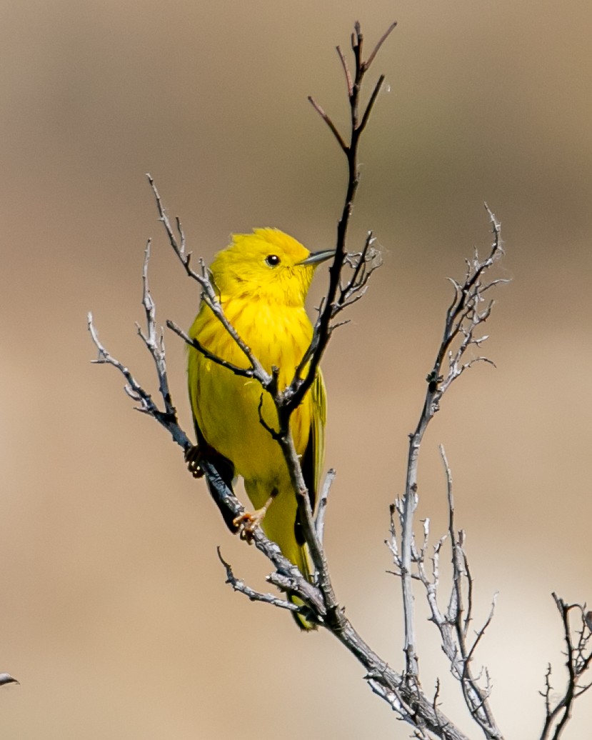 Yellow Warbler - Chris Tosdevin