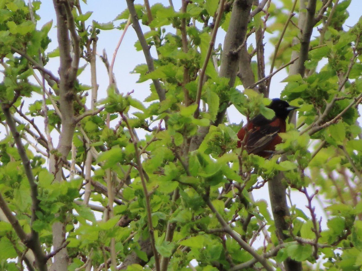 Orchard Oriole - ML619005827
