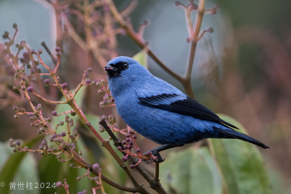 Blue-and-black Tanager - ML619005850